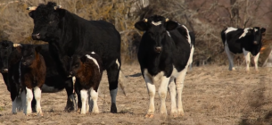 Тайны дикого стада Чернобыля: как выживают коровы без людей