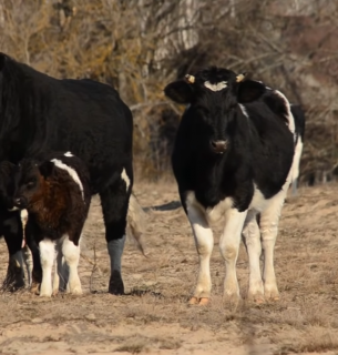 Таємниці здичавілого стада Чорнобиля: як виживають корови без людей
