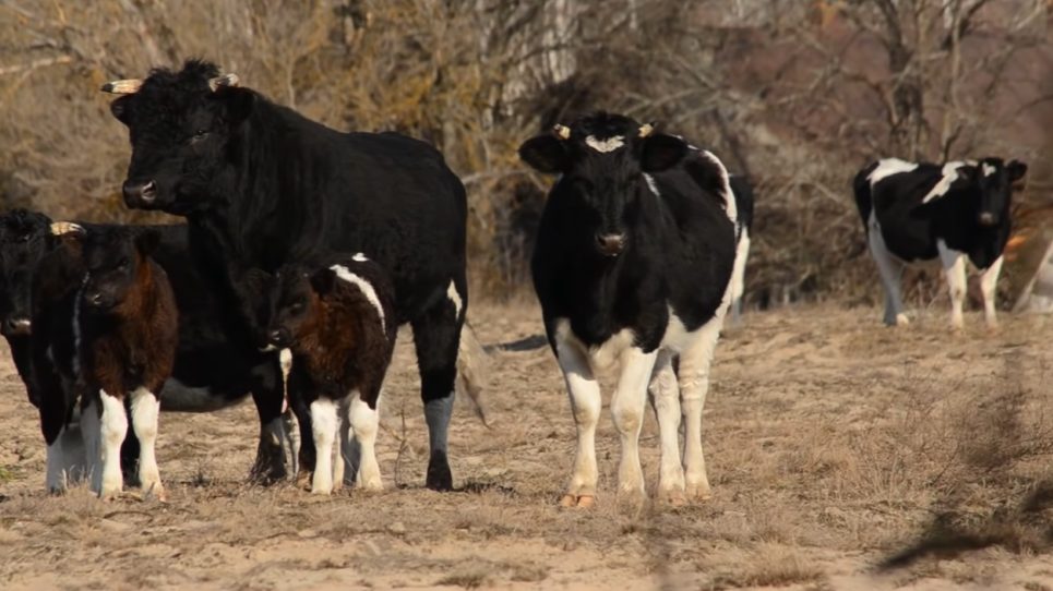 Тайны дикого стада Чернобыля: как выживают коровы без людей