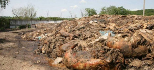 Загрязнение тушами умерших животных более 1,3 гектара земель