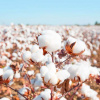 Всемирный день хлопка