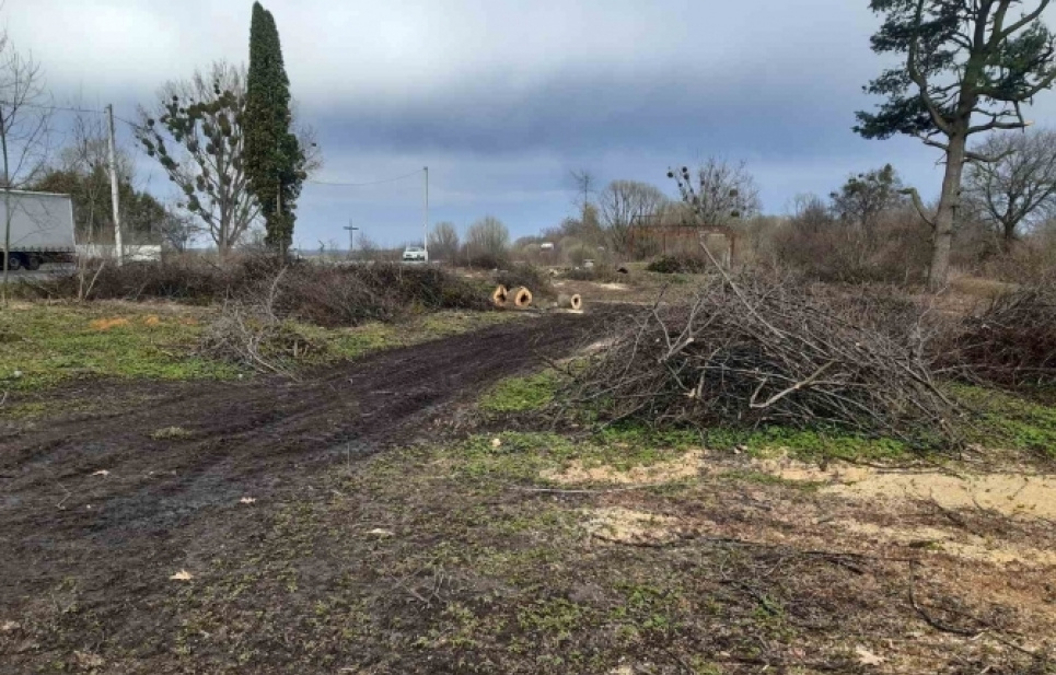 Незаконно зрізали дерева на Львівщині 