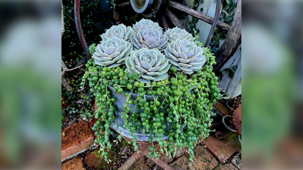 Магія поєднання молодила та жовтозілля Роулі в ландшафтному дизайні (ФОТО) Фото: Телеграм-канал «Дача. Сад та город»