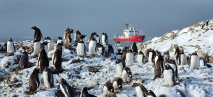Количество субантарктических пингвинов в этом сезоне на Вернадского