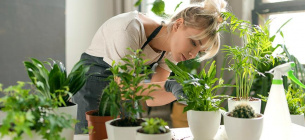 Як правильно підживити домашні рослини