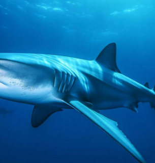 Онлайн-подорож підводним світом акул: як долучитися