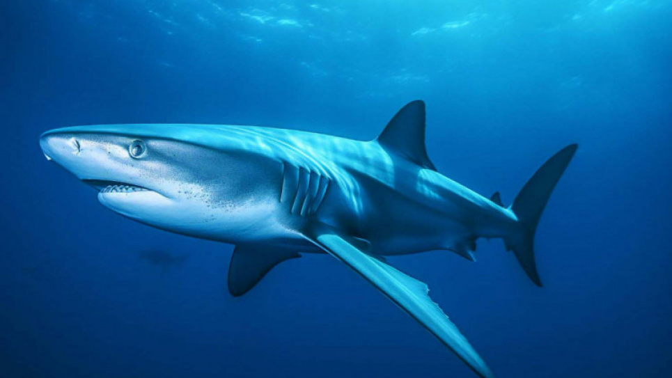 Онлайн-подорож підводним світом акул: як долучитися