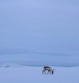 Северный олень пасется на землях оленеводов близ Геадгебарьяври на плато Финнмарк, Норвегия, 13 марта 2024 года. Фото: Reuters