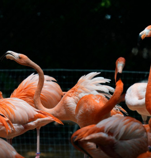 Повернення рожевих фламінго на Тузлівські лимани