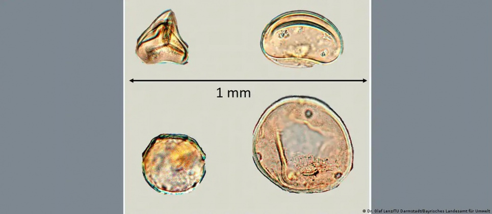 Спори та пилок рослин класу Папоротеві, в'яза та гікорі, виявлені в горах Фіхтельгебіргу. Фото: Dr. Olaf Lenz/TU Darmstadt/Bayrisches Landesamt für Umwelt