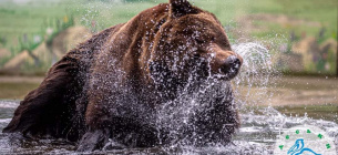 В зоопарке Одессы проснулись бурые медведи
