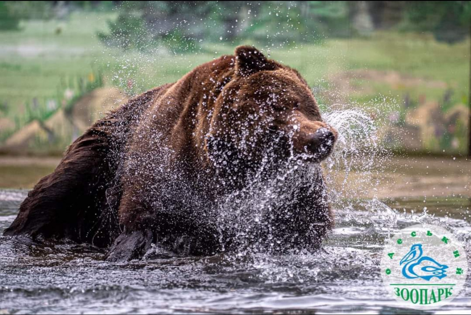 В зоопарке Одессы проснулись бурые медведи