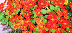 Захист ділянки та городу від шкідників за допомогою квітів