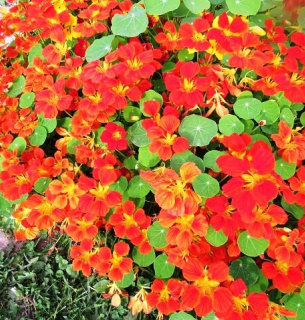 Защита участка и огорода от вредителей с помощью цветов