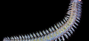 Морской червь с гигантскими глазами