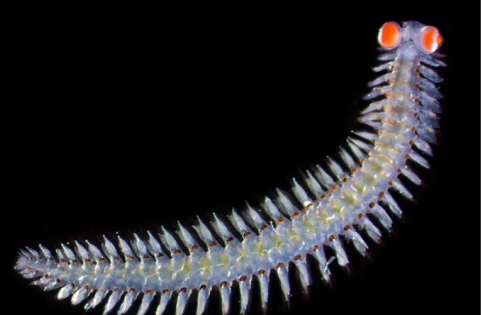 Морской червь с гигантскими глазами