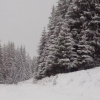 Буковину засипало снігом
ФОТО: cheremoskyi park