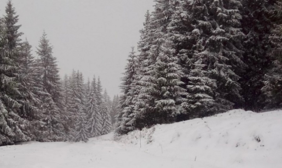 Буковину засипало снігом
ФОТО: cheremoskyi park