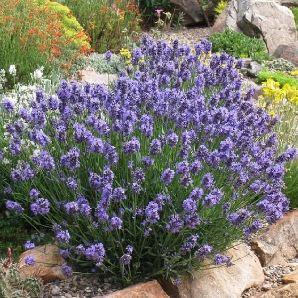 Лаванда вузьколиста Dwarf Blue — чарівний багаторічник з ароматним листям і витонченими бузковими квітами (ФОТО) Фото: Телеграм-канал «Садівник»