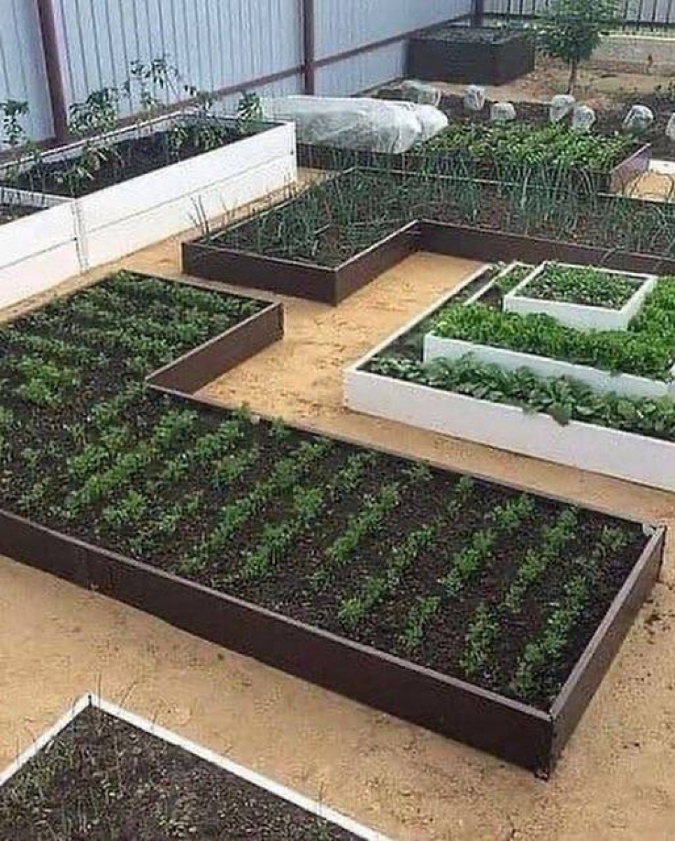 Бюджетні ідеї створення огорожі для грядок: як зробити стильно й ефективно (ФОТО) Фото: Телеграм-канал «Дача. Сад та город»