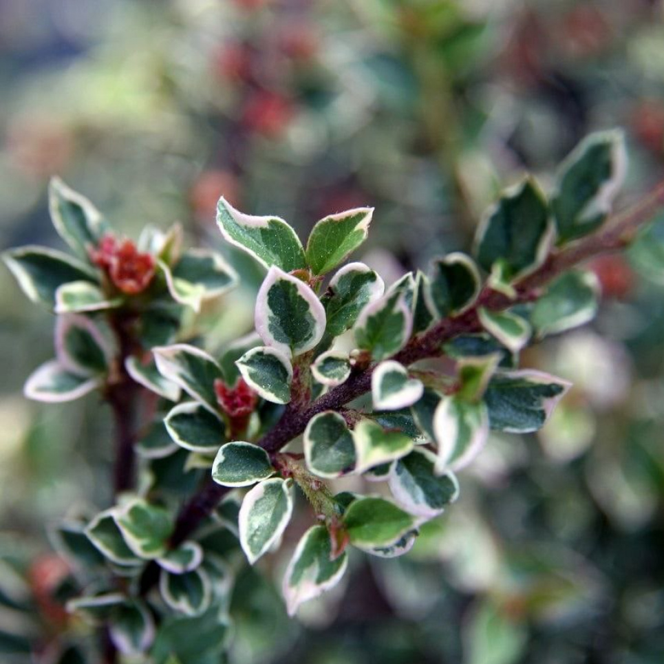 Кизильник горизонтальний Variegata — рослина переднього плану (ФОТО) Фото: Телеграм-канал «Садівник»