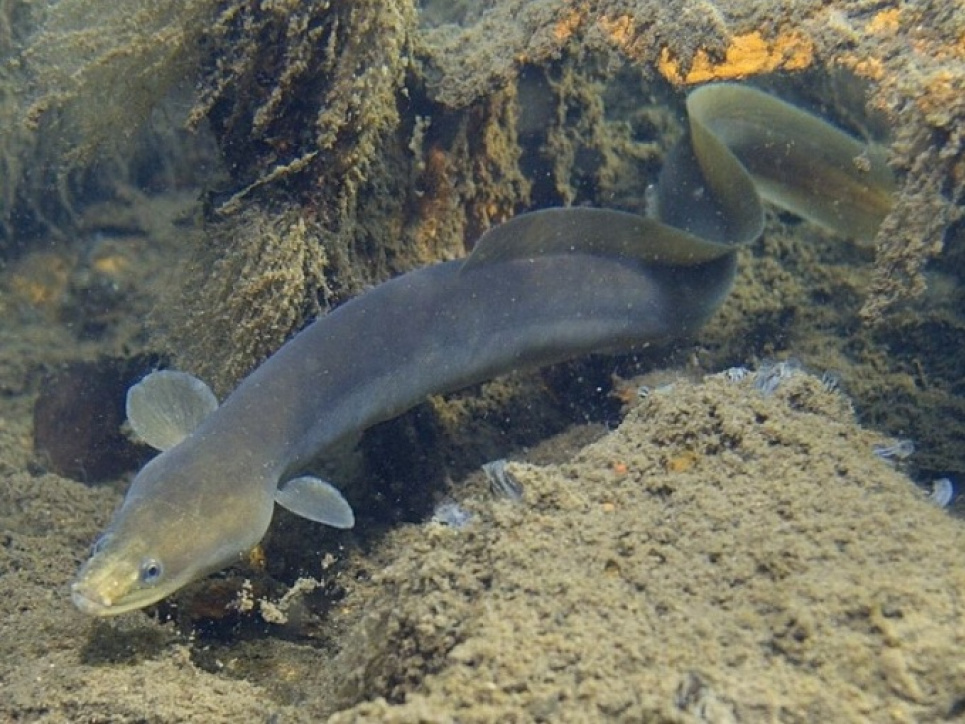 World Fish Migration Day, 21 апреля - Всемирный день миграции рыб Всемирный день миграции рыб