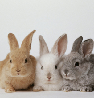 24 квітня свято Всесвітній день захисту лабораторних тварин Проти вівісекції