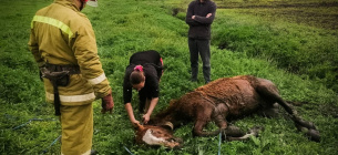 В Одесской области спасли лошадь, которая застряла в болоте