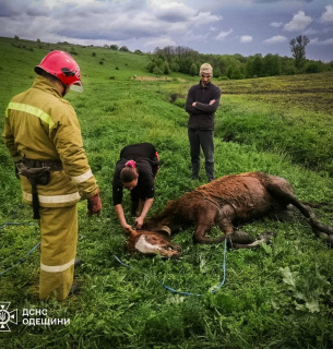 В Одесской области спасли лошадь, которая застряла в болоте