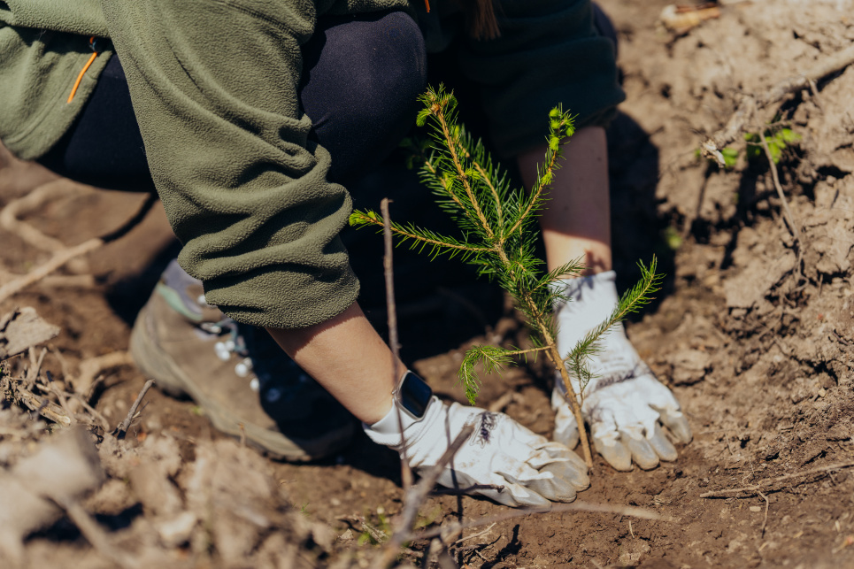 Ліси для майбутнього: SoftServe і WWF-Україна відновили гектар лісу на Львівщині. Фото: SoftServe / Halyna Kuchmanych