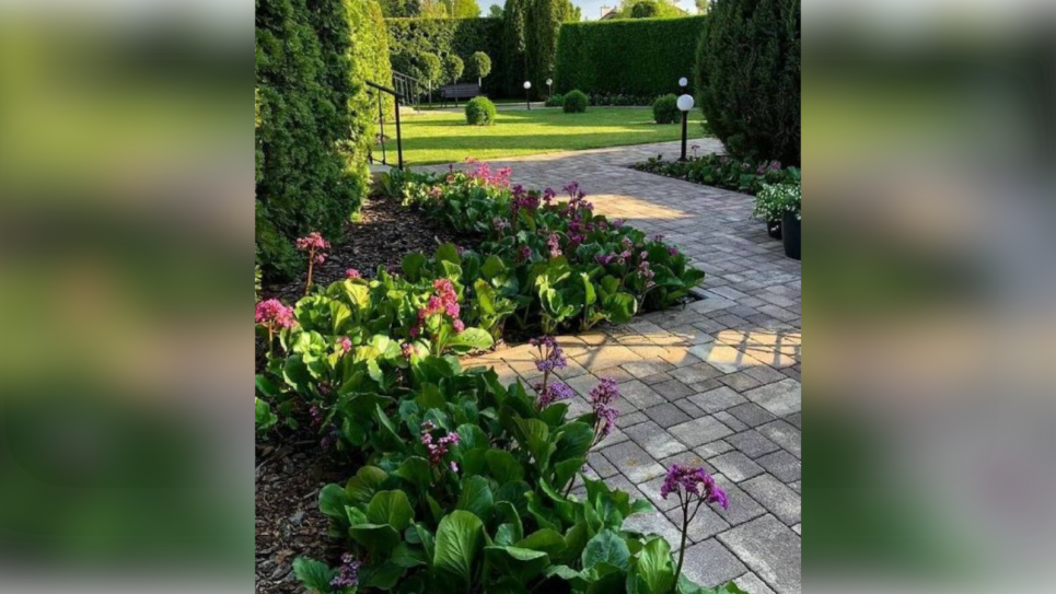 Бадан як низький бордюр для садової доріжки — ідея для ландшафтного дизайну (ФОТО) Фото: Телеграм-канал «Садівник»