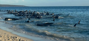 Численні кити-лоцмани, викинуті на мілководдя на західному узбережжі Австралії. Фото: AAP/imago images