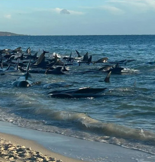 Численні кити-лоцмани, викинуті на мілководдя на західному узбережжі Австралії. Фото: AAP/imago images