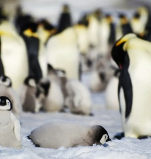 Британська антарктична служба попереджає про наслідки втрати льоду в Антарктиді для популяції імператорських пінгвінів. Фото: Британська антарктична служба/AP/dpa