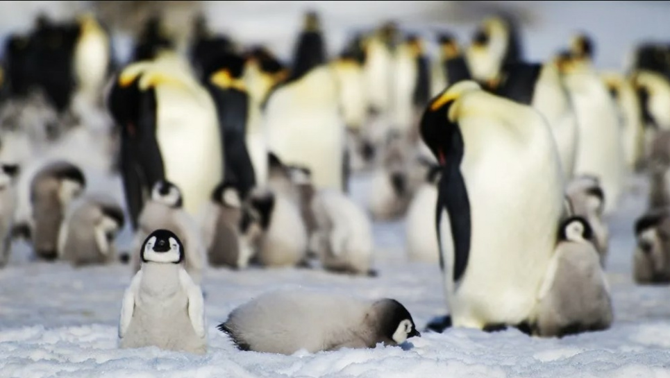 Британська антарктична служба попереджає про наслідки втрати льоду в Антарктиді для популяції імператорських пінгвінів. Фото: Британська антарктична служба/AP/dpa