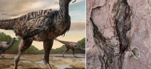 Сліди невідомого раніше виду динозаврів знайшли в Китаї