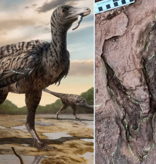 Следы неизвестного ранее вида динозавров нашли в Китае