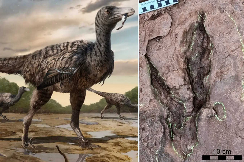 Следы неизвестного ранее вида динозавров нашли в Китае
