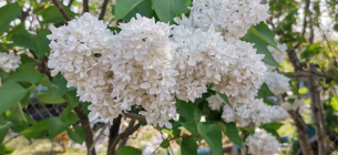 В столице зафиксировали рекорд максимальной температуры воздуха Рекорд максимальной температуры воздуха