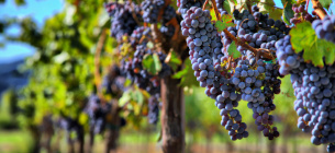 Найгірший урожай вина за 62 роки Екстремальні» погодні умови