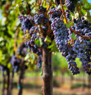 Худший урожай вина за 62 года «Экстремальные» погодные условия
