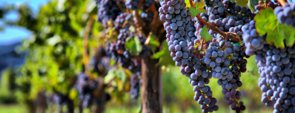 Худший урожай вина за 62 года «Экстремальные» погодные условия