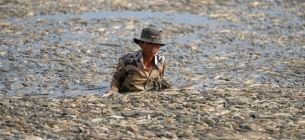 Рибалка збирає мертву рибу, спричинену ремонтними роботами і тривалою спекотною погодою, з водосховища в південній в'єтнамській провінції Донг Най. Фото: AFP через Getty Images