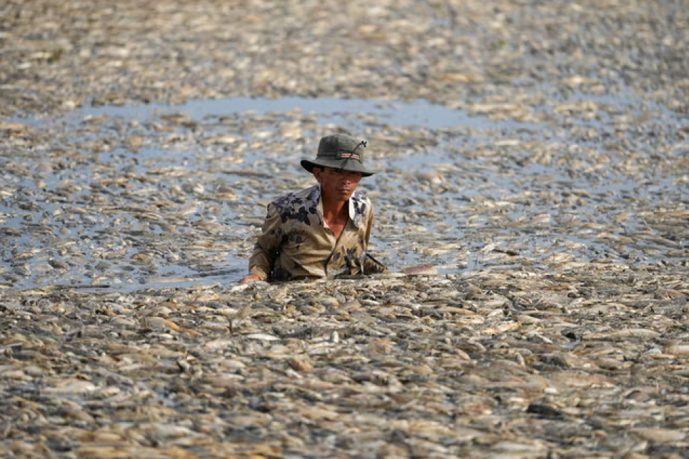 Рибалка збирає мертву рибу, спричинену ремонтними роботами і тривалою спекотною погодою, з водосховища в південній в'єтнамській провінції Донг Най. Фото: AFP через Getty Images