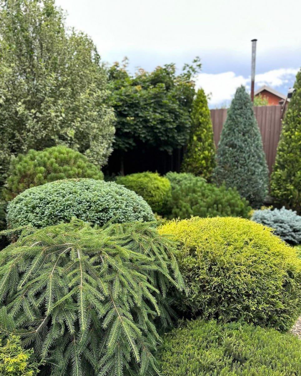 80 % рослин — це хвойні: унікальний сад, який вражає гармонією та красою (ФОТО) Фото: Телеграм-канал «Садівник»