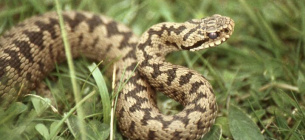 Отруйні змії можуть масово мігрувати через глобальне потепління 