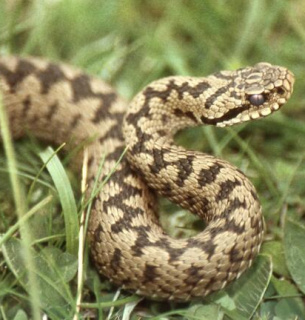 Отруйні змії можуть масово мігрувати через глобальне потепління 