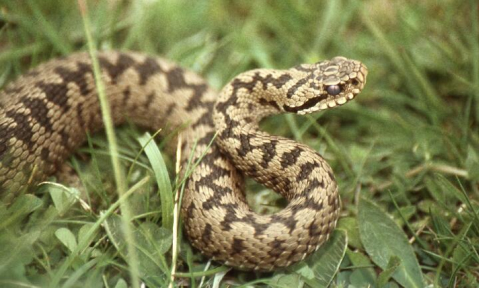 Ядовитые змеи могут массово мигрировать из-за глобального потепления