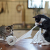 «Трудяги». Фото: Atsuyuki Ohshima / Comedy Pets