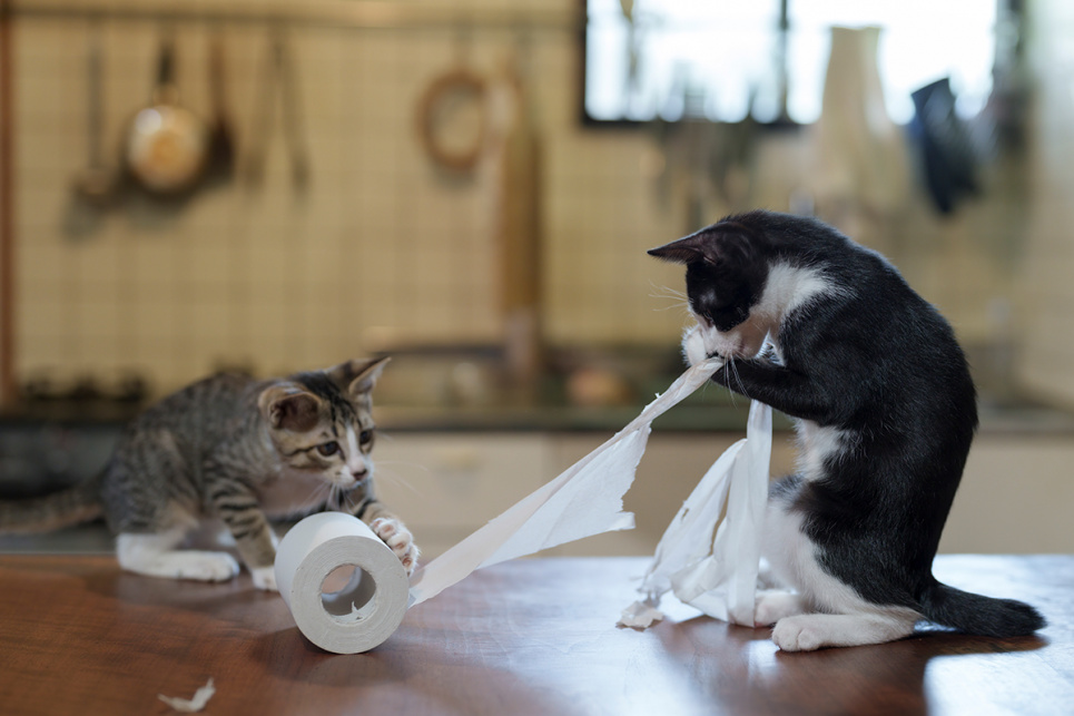«Трудяги». Фото: Atsuyuki Ohshima / Comedy Pets